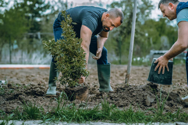 Best Tree Removal Near Me  in USA